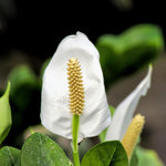 2 Green Peace Lily Live Houseplant - Live Indoor Houseplant with Elegant Leaves - 5 to 9 Inc Tall