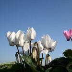 Set of 2 Cyclamen Plants Live, Hardy Cyclamen Plants, Vibrant Blooming Houseplant, 4 Inch Pot for Planting (Mix)