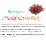 Clump 5-9" Muhly Grass Live Plant for Spring Planting, Ornamental Grass, Perennial Grasses Fast-Growing, Vibrant Color (Ruby)