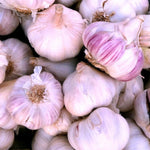 1 Lb Garlic for Planting in Fall Hardneck, 5-6 Large Purple Garlic Bulbs for Planting, Fresh and High Yield Bulb Variety Pack, Hardy and Fast Growing