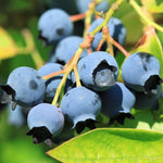 Pack 2 Blueberry Bush Live Plant, Blueberry Plants Live for Planting 5 to 9 Inch Height, Sweet Blueberries Tree Live Plant (Sunshine Blueberry)