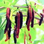 Mulberry Plant Live to Grow 5 to 8 Inch Height, Sweet Mulberry Fruit Tree Live Plant, Mulberries Seedling (Pakistan Mulberry)