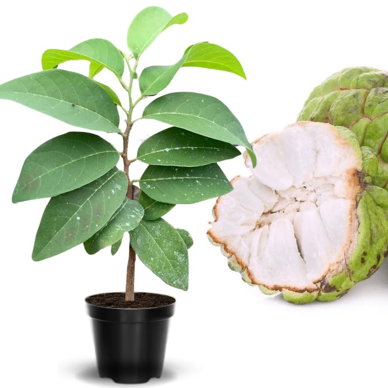 Atemoya Sugar Apple Tree Live Plant, 2-3 Ft in One Gallon Pot, 2 Years Old Tree Annona Squamosa Soursop Like, Outdoor Spring Tropical Fruit Planting, No CA