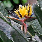 Yellow Bird of Paradise Live Plant, Strelitzia Reginae Plants Tropical Perennial Blooming, 5-9 Inches Houseplant Decor Indoor Outdoor, No Pot