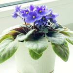 Light Blue African Violet Live Plant in 4” Pot, Blooming Indoor Houseplant, Easy Care Flowering Plant for Home or Office Décor