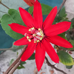 Pack 2 Passion Flower Plants, Red Passiflora Vine Flowering Plant 4-7 Inch Tall, Indoor Outdoor Planting