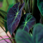 Set 2 Purple Green Colocasia Elephant Ear Plants Live 4–7 Inches Tall, Tropical Foliage Plants for Outdoor Garden, Large Leaf Plants for Patio, Containers or Landscape