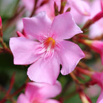 Pink Oleander Plant Live, Oleander Live Plant, 5 to 7 Inches Tall, Flowering Ornamental Shrub, Easy Care Outdoor Plant
