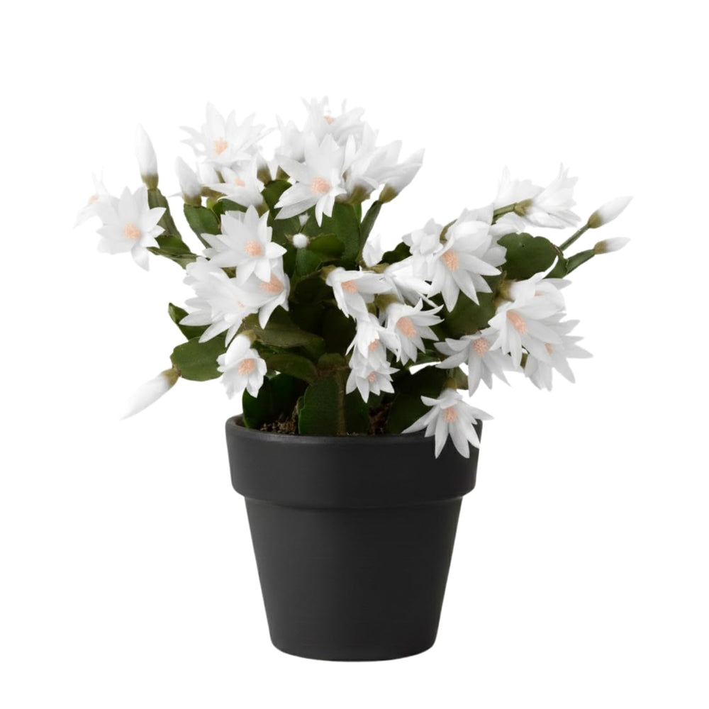 Easter Cactus Live Plant, Vibrant Blooming Cactus for Indoor Outdoor Gardens, 4-8'' Tall, No Pot (White Blooms)