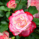 Delight Rose Bush Live Plant, Rose Plant Live for Planting, 5-10 Inch Tall, Fragrant Flowers Well Rooted Starter Plant Indoor Outdoor