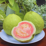 5-8 Inch Pink Guava Tree - Live Plant, Sweet Tropical Fruit for Home Gardens Indoor Outdoor Growing