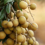 Longan Fruit Tree Live Plant, Longan Tropical Fruit Tree, 5-9 Inch Tall Starter Plant