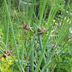 200 Walking Onion Plant Seeds for Spring Planting, Ready to Grow, Cold Hardy, Fast-Growing and High Yielding