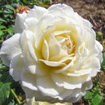 Climbing Rose Live Plant Well Rooted, No Leaf, Ready to Plant Indoor Outdoor, Climber Rose Bush, Hybrid Tea Rose Like, Very Fragrant, Long Bloomer (White)