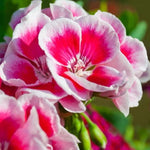 2 Rose Geranium Plants Live, Geraniums Live Plants, Colorful Flowering Plants for Garden, Patio, or Hanging Baskets, 5-9" Tall, No Pot