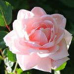 New Dawn Climbing Rose Live Plant Well Rooted, No Leaf, Ready to Plant Indoor Outdoor, Climber Rose Bush, Hybrid Tea Rose Like, Very Fragrant, Long Bloomer (Light Pink)