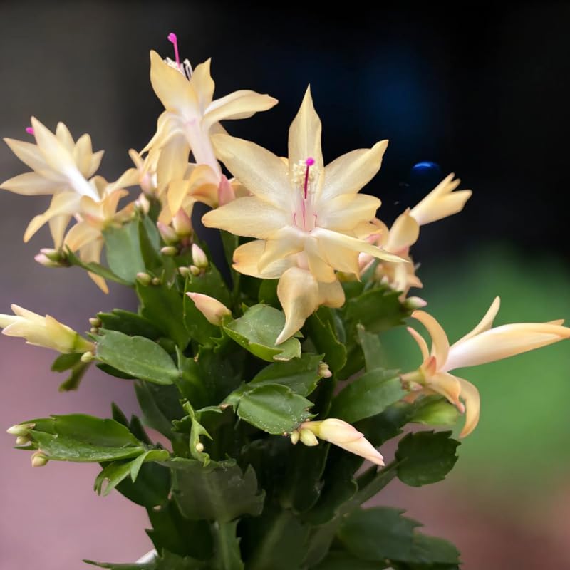 4 Christmas Cactus Plants, Thanksgiving Cactus 3-5 Inch Tall, Winter Succulents Flowers Container Hanging Basket Indoor Outdoor Planting