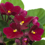 Red African Violet Live Plant in 4” Pot, Blooming Indoor Houseplant, Easy Care Flowering Plant for Home or Office Décor