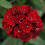 Set 4 Mixed Colors Dianthus Perennial Plants Live, Dianthus Live Plants for Outside Planting, Pink White Red Dianthus Color, Dianthus Flower Plant Live, Zones 3 to 9