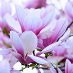 Magnolia Tree Live Plant 6 to 12 Inch Height, Fragrant Magnolia Plant Live to Grow, Magnolia Bush Flowers (Jane Magnolia)