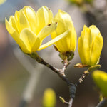 Magnolia Tree Live Plant 6 to 12 Inch Height, Fragrant Magnolia Plant Live to Grow, Magnolia Bush Flowers (Yellow Magnolia)