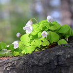 Green Oxalis Live Plant 5-10 Inches Tall, Low Light Tolerant Shamrock Foliage Plant for Garden and Container, Well Roooted Potted Plant