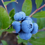 Pack 2 Blueberry Bush Live Plant, Blueberry Plants Live for Planting 5 to 9 Inch Height, Sweet Blueberries Tree Live Plant (Misty Blueberry)