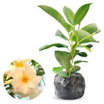 2 Apricot Dipladenia Bushes Flower Plants, Pink Flowering Plants, 4-8 Inches, Outdoor Growing