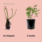 Fragrant Climbing Rose Live Plant, Well Rooted 5-9" Tall, No Leaf, Indoor Outdoor Climber, Rose Bush, Hybrid Tea Rose Like (Velvet Red Black)