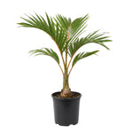 Palm Tree Live Plant Indoor Outdoor, Rare Succulent Palm Houseplant for Indoor or Outdoor Growing, 1 Gallon Pot, Bottle