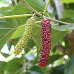 Mulberry Tree Live Plant 5 to 8 Inch Tall, Everbearing Mulberry Bush Live Plant, Mulberry Plant Live (Pakistan Mulberry)