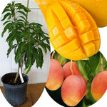 No CA, Grafted Mango Tree Live Plant, 2 Years Old Ready to Bear Fruit, 2-3 Ft Mango Plant for Spring Planting (Valencia Pride)
