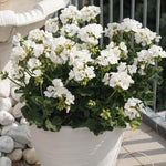2 Geranium Plants Live, Vibrant Blooms, Hardy Perennial Geranium Flowers 4-8 Inches, Indoor Outdoor Planting (White)