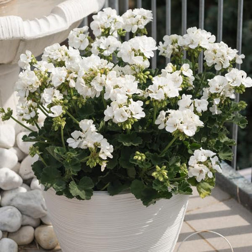 2 Geranium Plants Live, Vibrant Blooms, Hardy Perennial Geranium Flowers 4-8 Inches, Indoor Outdoor Planting (White)