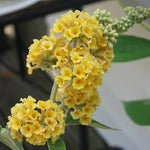 Butterfly Bush Plant Live, Perennial Buddleia Bushes Ready to Grow Outdoor 4-8 Inches (Yellow Buddleia)
