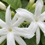 Belle of India Jasmine Plant Live 4-7 Inches Tall, Fragrant Flowering Vine for Garden, Patio Containers and Indoor Growing
