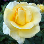 Rose Plant Live for Planting Indoor Outdoor, 5-10 Inch Tall, Fragrant Flowers Well Rooted, Roses Bush Shrub (Yellow Rose)