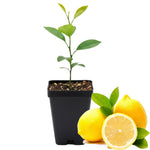 Meyer Lemon Tree Live Plant, Citrus Starter Plant 2-4” Tall in 4” Pot, Fragrant Yellow Citrus Tree