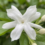 Belle of India Jasmine Plant Live 4-7 Inches Tall, Fragrant Flowering Vine for Garden, Patio Containers and Indoor Growing
