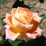 Sunset Rose Bush, Heirloom Rose Plant Live for Planting, 7-10 Inch Tall, Fragrant Rose Flowers Well Rooted Starter Plant