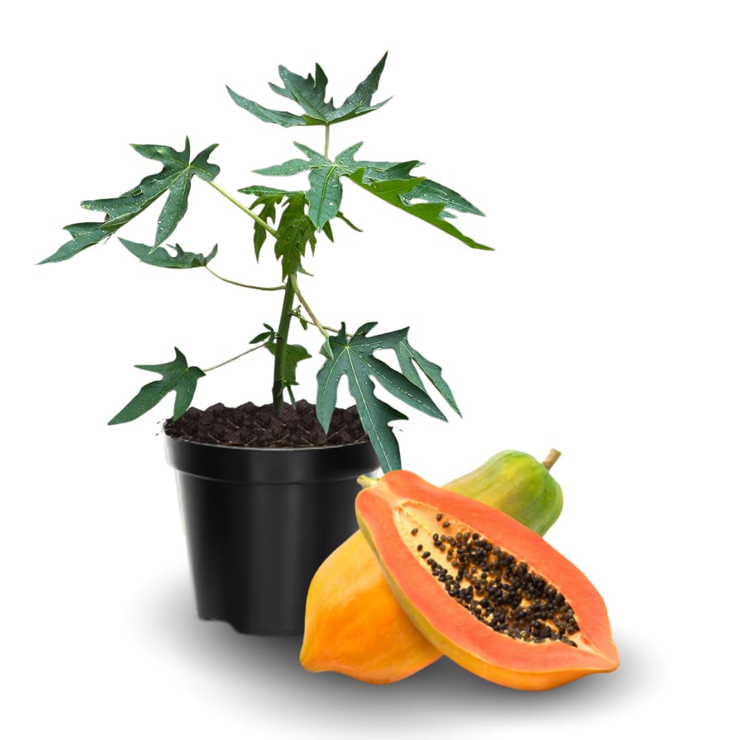 Papaya Plant Live in 4'' Pot, Sweet Edible Tree, Suitable for Gardens, Patios, and Outdoor Planting, Cold Hardy, Ready to Grow, 5-10 Inch Tall