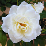 Roses Live Plant, Climbing Rose Plant Live from 5'' Tall, Bush Shrub Plants, Fragrant Flower Garden (White)