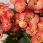 Crown of Thorns Plant Live, Euphorbia Milii Succulent Live Plant, 4-8 Inch Tall Flowering Houseplant with Year-Round Blooms, No Pot (Salmon)