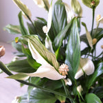 2 Variegated Peace Lily Live Houseplant - Live Indoor Houseplant with Elegant Leaves - 5 to 9 Inc Tall