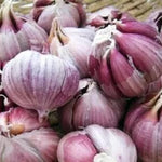 3 Jumbo Purple Garlic Bulbs for Planting in Spring, High Yield Hardneck Garlic Cloves Seeds, Fresh, Cold Hardy and Fast Growing, Various Varieties