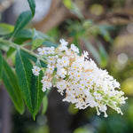 Butterfly Bush Plant Live, Perennial Buddleia Bushes Ready to Grow Outdoor 4-8 Inches (White Buddleia)