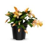 Live Yellow Christmas Cactus Live Plant 4–6 Inches Tall, Winter Blooming False Thanksgiving Cactus Well Rooted, Flowering Houseplant for Home and Office
