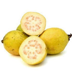 5-8 Inch Pineapple Guava Tree - Live Plant, Sweet Tropical Fruit for Home Gardens Indoor Outdoor Growing