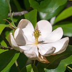 Magnolia Tree Live Plant 6 to 12 Inch Height, Fragrant Magnolia Plant Live to Grow, Magnolia Bush Flowers (Sweetbay Magnolia)