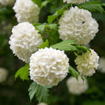 Old Fashion Snowball Viburnum Live Shrub Plant, 6 to 12 Inch Tall White Viburnum Bush in Pot, Hardy Flowering Viburnum for Garden